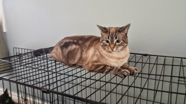 ghostcatcrate