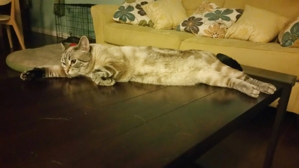 ghosty on coffee table