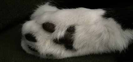 cat paw slippers