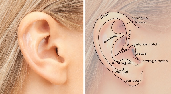 human ear diagram