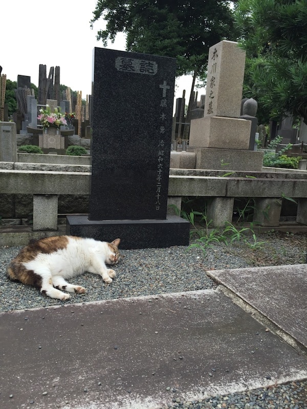 Most kitties weren't that interested in me. They were busy napping. Photo by A. Lubinski