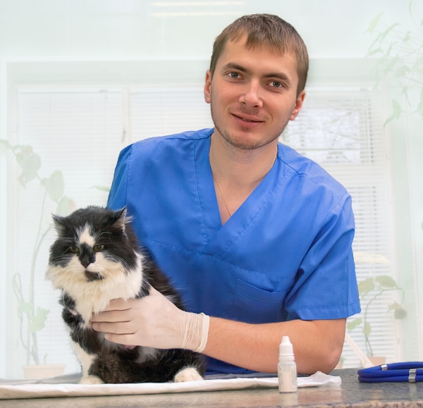 A vet with a black and white cat. 