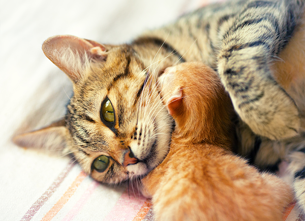 mothercatkittens