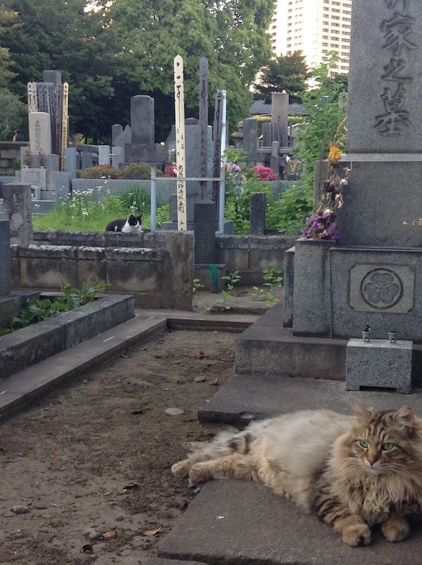 Just a lazy cemetery afternoon.