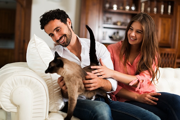 1-cat-stay-go-travel-278801918