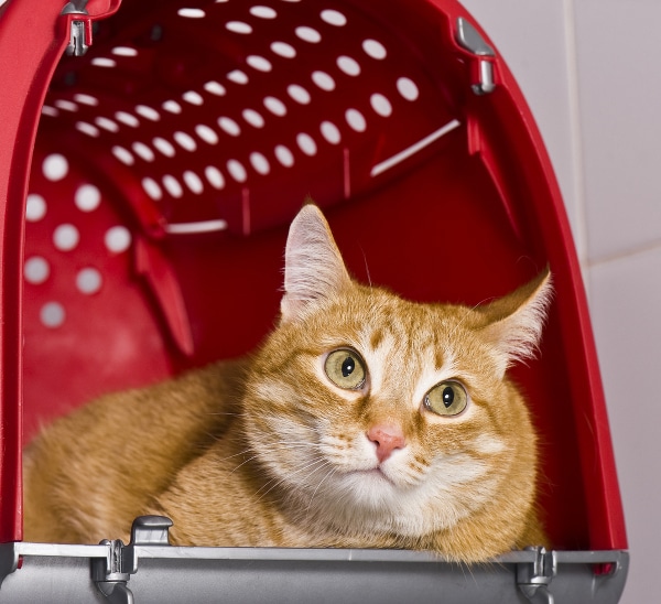 2-cat-stay-go-travel-184058306