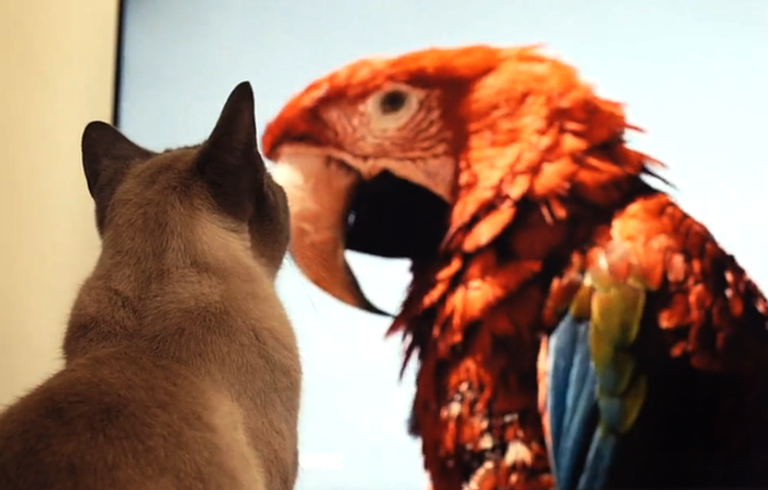 2-seresto-cat-hacks-video-700