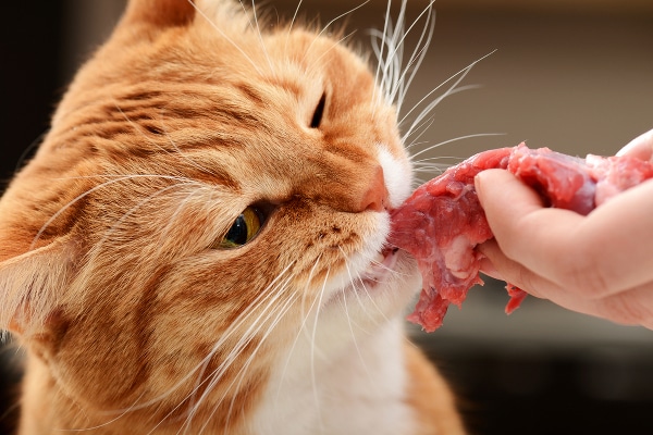 A Raw Food Diet for Cats — What are the Pros and Cons? Catster