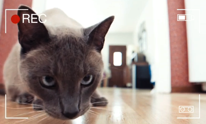 3-seresto-cat-hacks-video-700