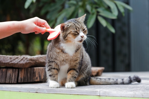 4-cat-allergy-brush244261156