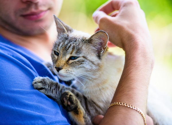 4-cat-stay-go-travel-218834500