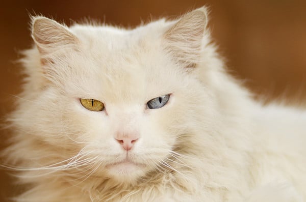 Odd-eyed white cats -- those with one blue eye and one non-blue eye -- tend to be deaf on the side with the blue eye.