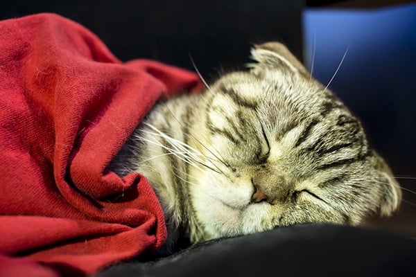 Scottish Fold cat sleeping.