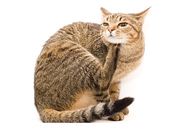 A brown tabby cat itching.
