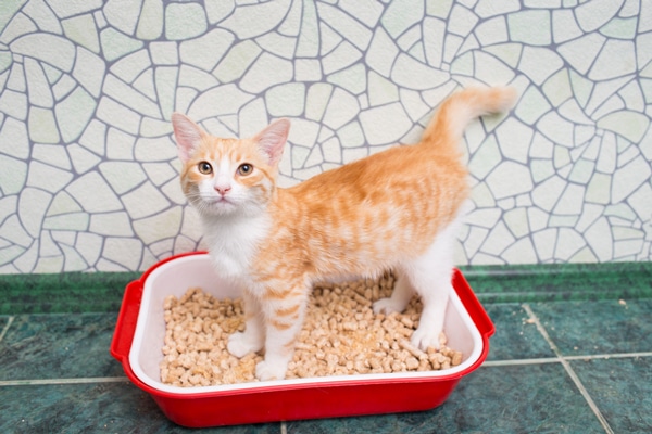 An orange tabby cat in a litter box.