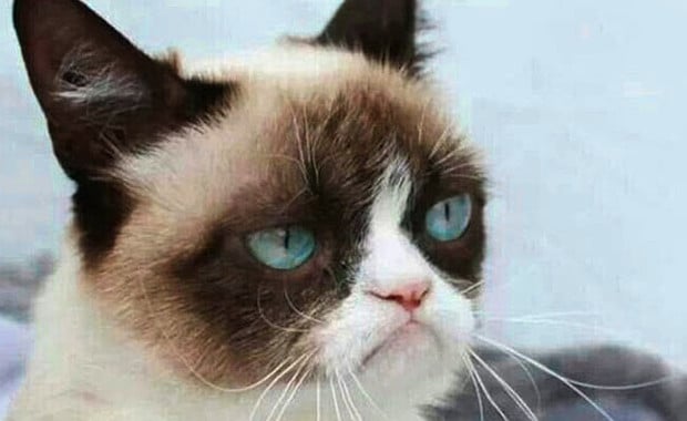 16 of the Best Grumpy Cat Memes - Catster