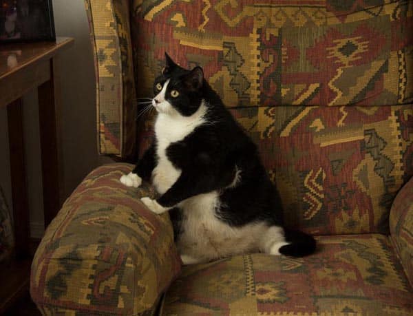 Fat-cat-on-couch-shutterstock_144403258