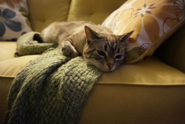 Because Ghosty looks so sad when she has to watch TV without a human pillow.