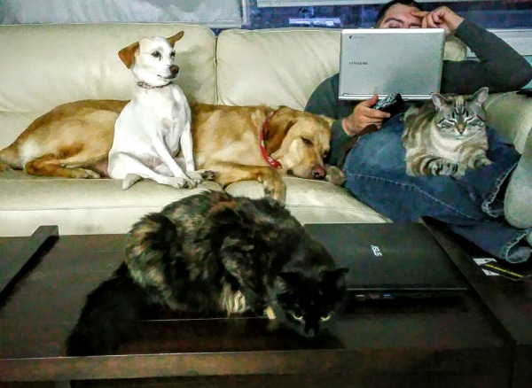 A typical scene in my living room. Ghost Cat is all up on her dad, while Speck isn’t even on he couch.