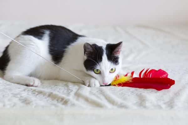 Playing then feeding your cat can mimic the hunt