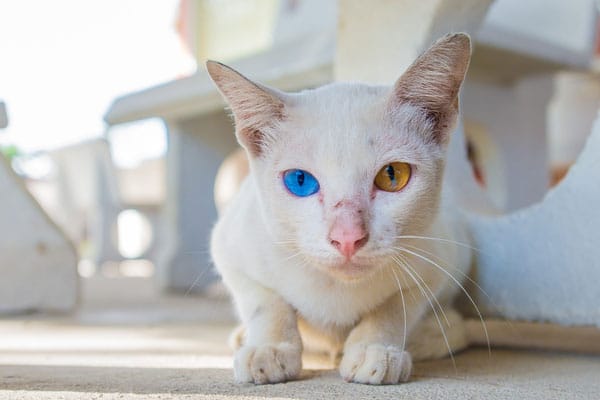 Cat Eye Colors Chart