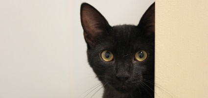 We Chat With the Cat-Centric Crew of Oakland’s Cat Town - Catster