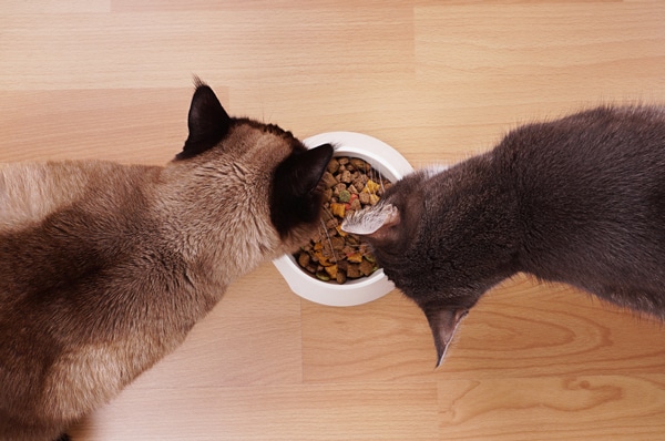 Two cats eating form the same bowl by Shutterstock
