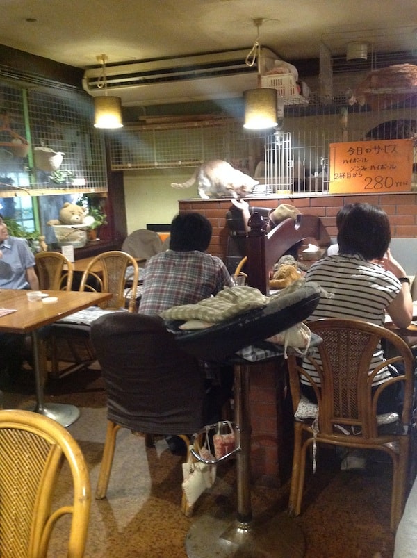 A view of most of the tiny bar, the "cats only" area, and Chi the Cat makes a friend.