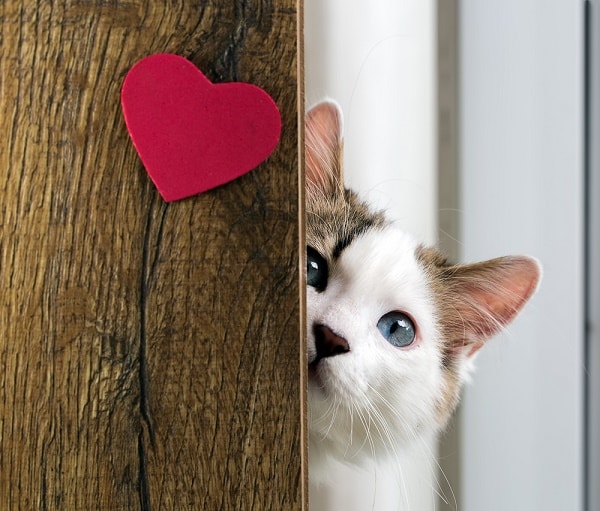 cat-shutterstock_258170495