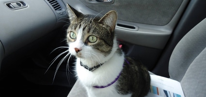 can my cat handle the trip or should he stay home catster