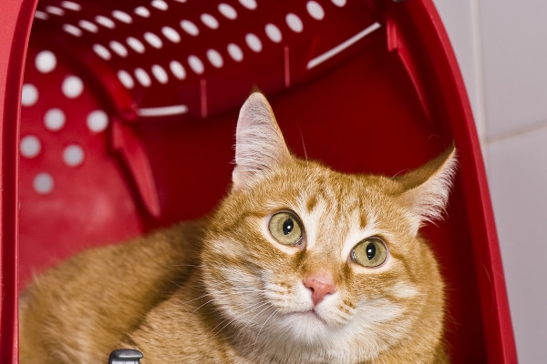 An orange ginger tabby in a red carrier. Photography by Kachalkina Veronika / Shutterstock.
