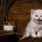 A white kitten with a glass of milk.