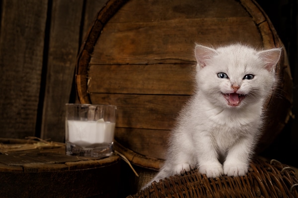 A white kitten with a glass of milk.