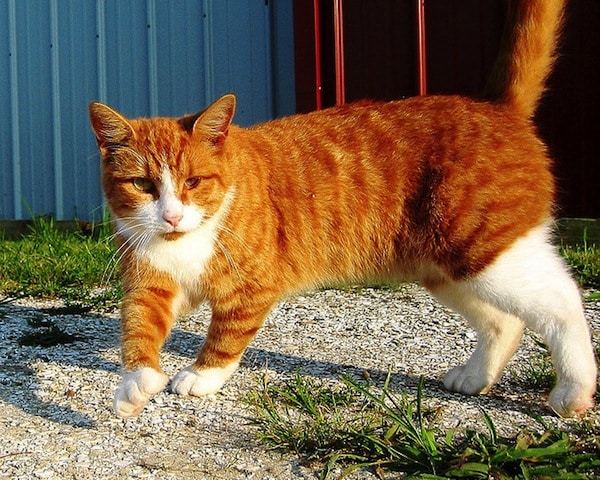 The Cutest Cats with Boots Are Ready 