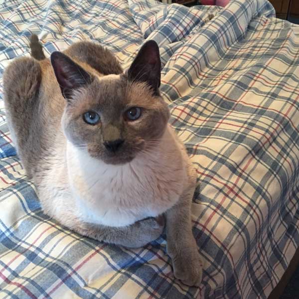 Oliver is a handsome senior cat. (Photo courtesy Debbie De Louise.)