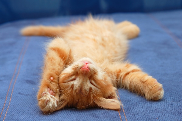 An orange tabby cat sleeps upside down.