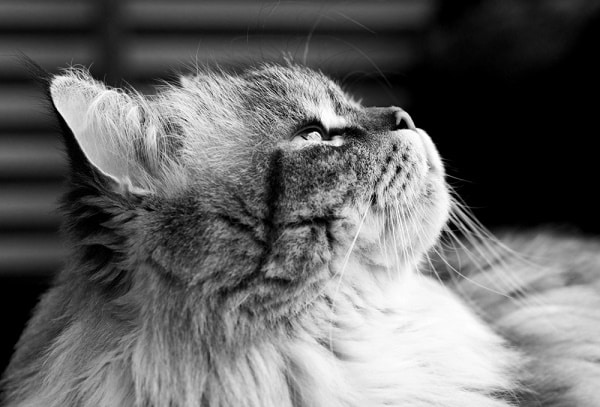fluffy-cat-looks-up-shutterstock_274441865