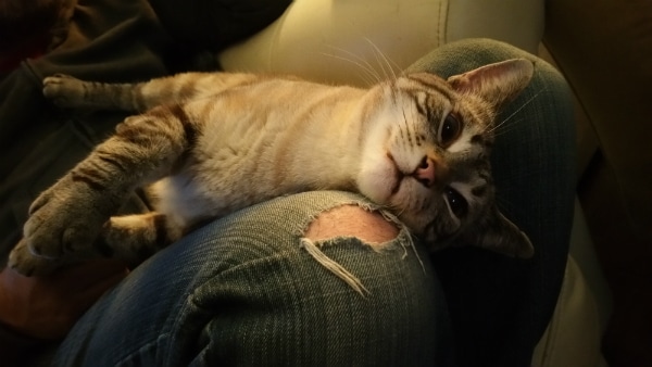 Ghost Cat’s favorite spot in the whole world.