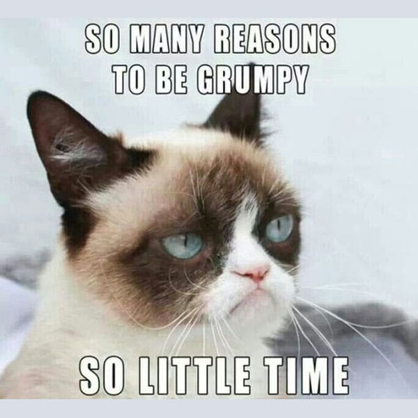 VÃ½sledek obrÃ¡zku pro grumpy cat