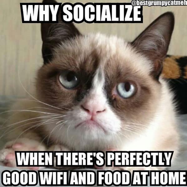 why socialize meme posted by bestgrumpycatmeh