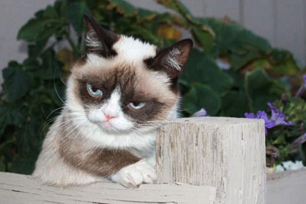 grumpy cat meme