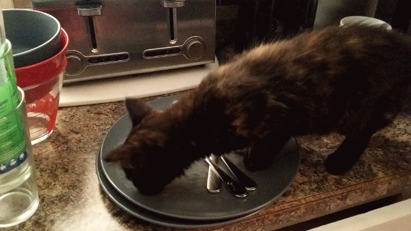 Speck's been after our dirty dishes since she was a wee kitten.