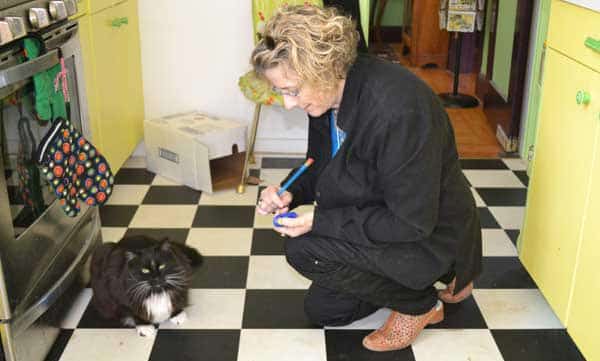 Cats need to be clicker trained in order to use The Feeding Machine.