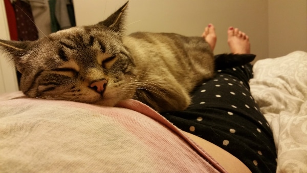 Ghost Cat thinks my baby bump makes an excellent pillow for morning cuddles.