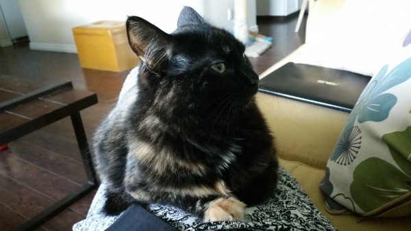 How could I make her get up when she chose to give me some Speck love? (Even if she was sitting on my bladder).