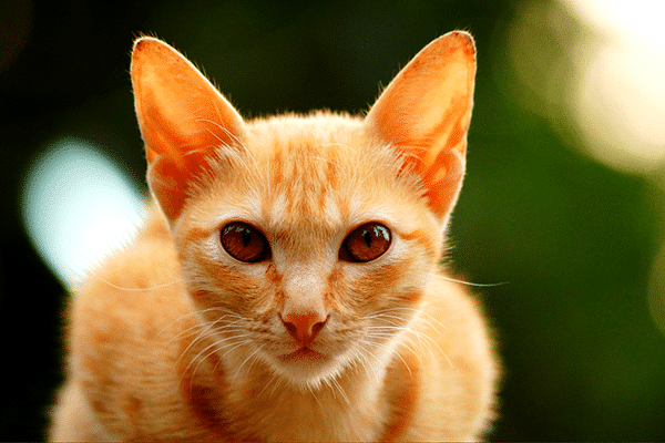 This cat's eyes have lots of very active melanocytes, hence, the dark copper color. <a href="http://www.shutterstock.com/pic-305097803/stock-photo-cat-cat-face-indian-cats-cats-look.html" target="_blank">Orange tabby cat</a>