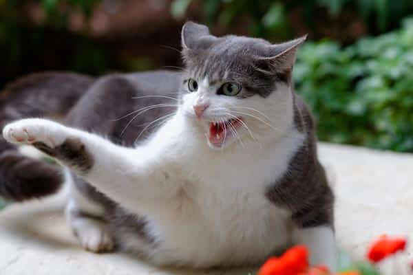 Catnip can cause cats to act aggressively.
