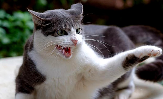 How Does Catnip Affect Cat Behavior Catster