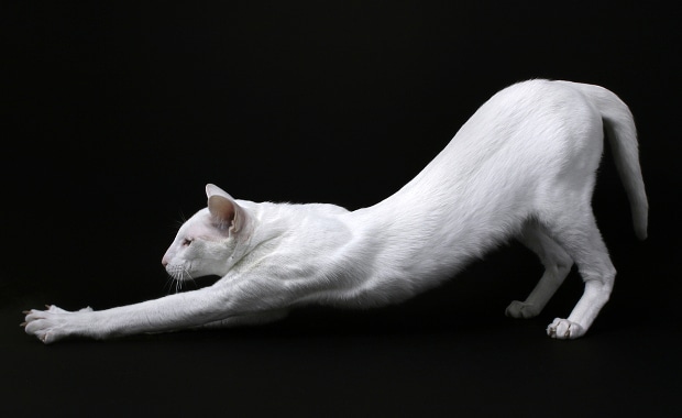 7 Yoga Poses My Cats Made Up - Catster