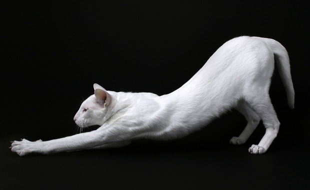 cat poses reference